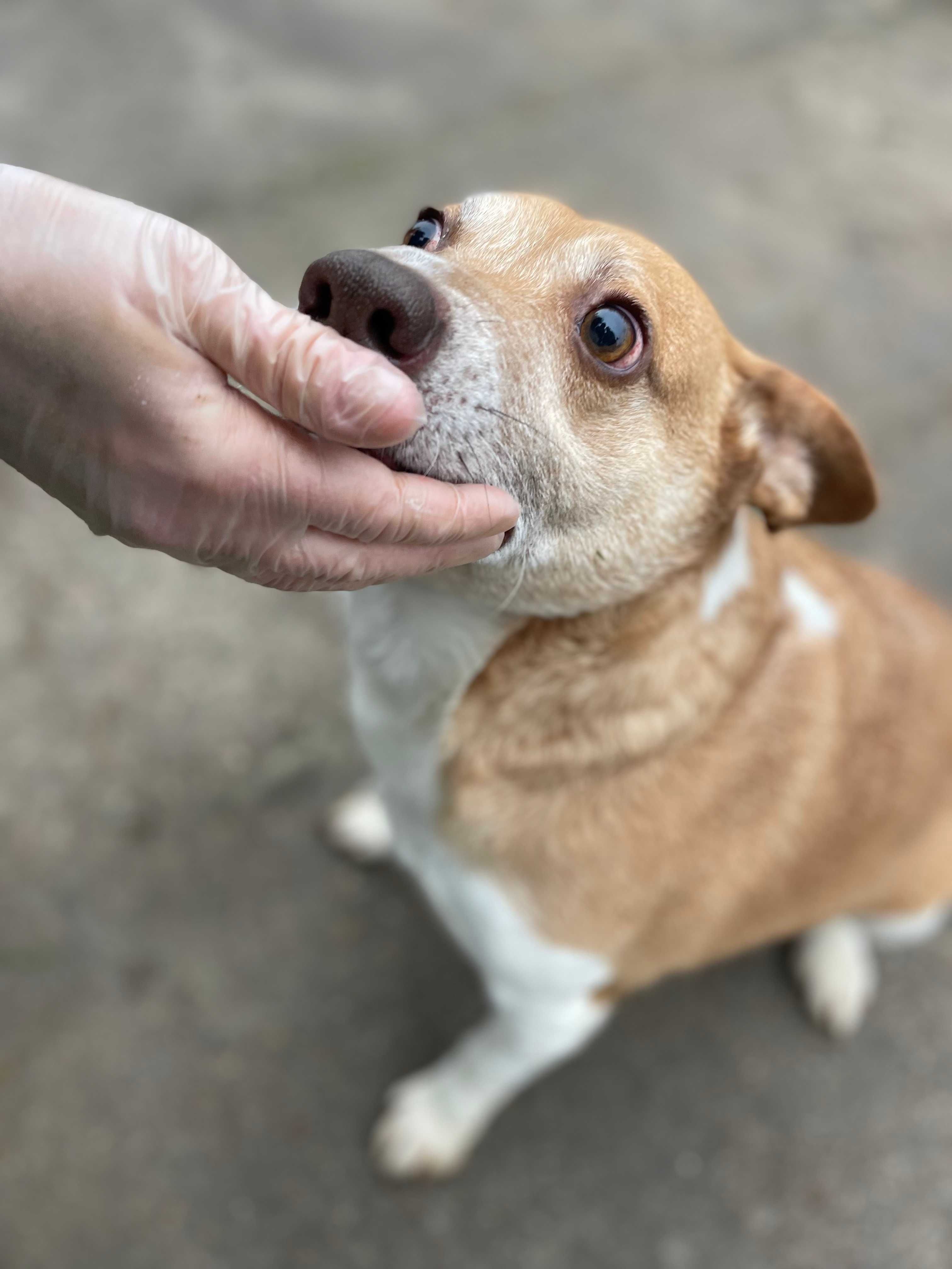 do adopcji -Rossi