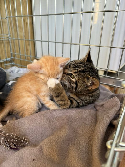 Kociaki do adopcji 1 miesiąc rudy zdrowe od zaraz przytulaste