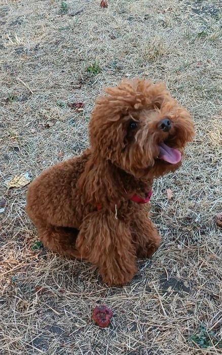 Той пудель міні хлопчик, ред браун,  в'язка