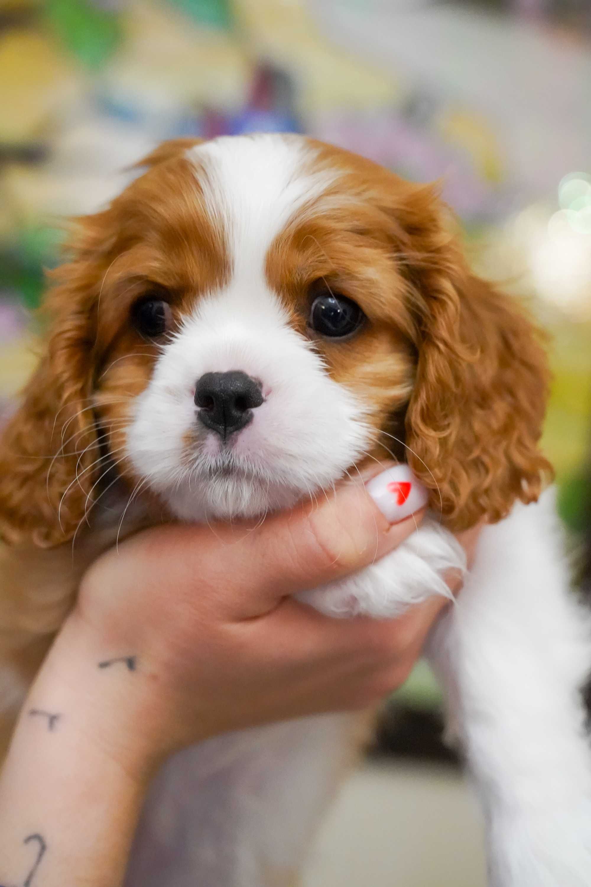 Cavalier King Charles Spaniel szczeniak