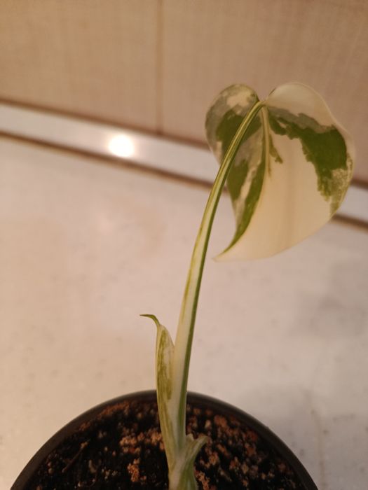 Монстера Альба мраморна