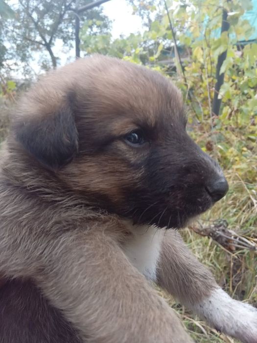Отдам ДАРОМ!ЧУДЕСНЫЕ ЩЕНЯТА-мальчики,преданные сторожевые собаки!