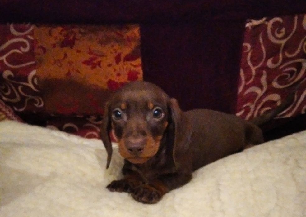 Шоколадні міні таксочки