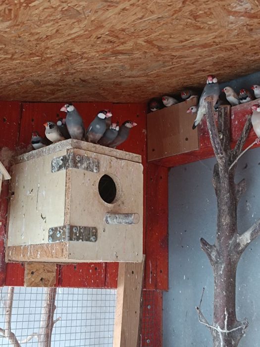 Ptaki egzotyczne ryzowce