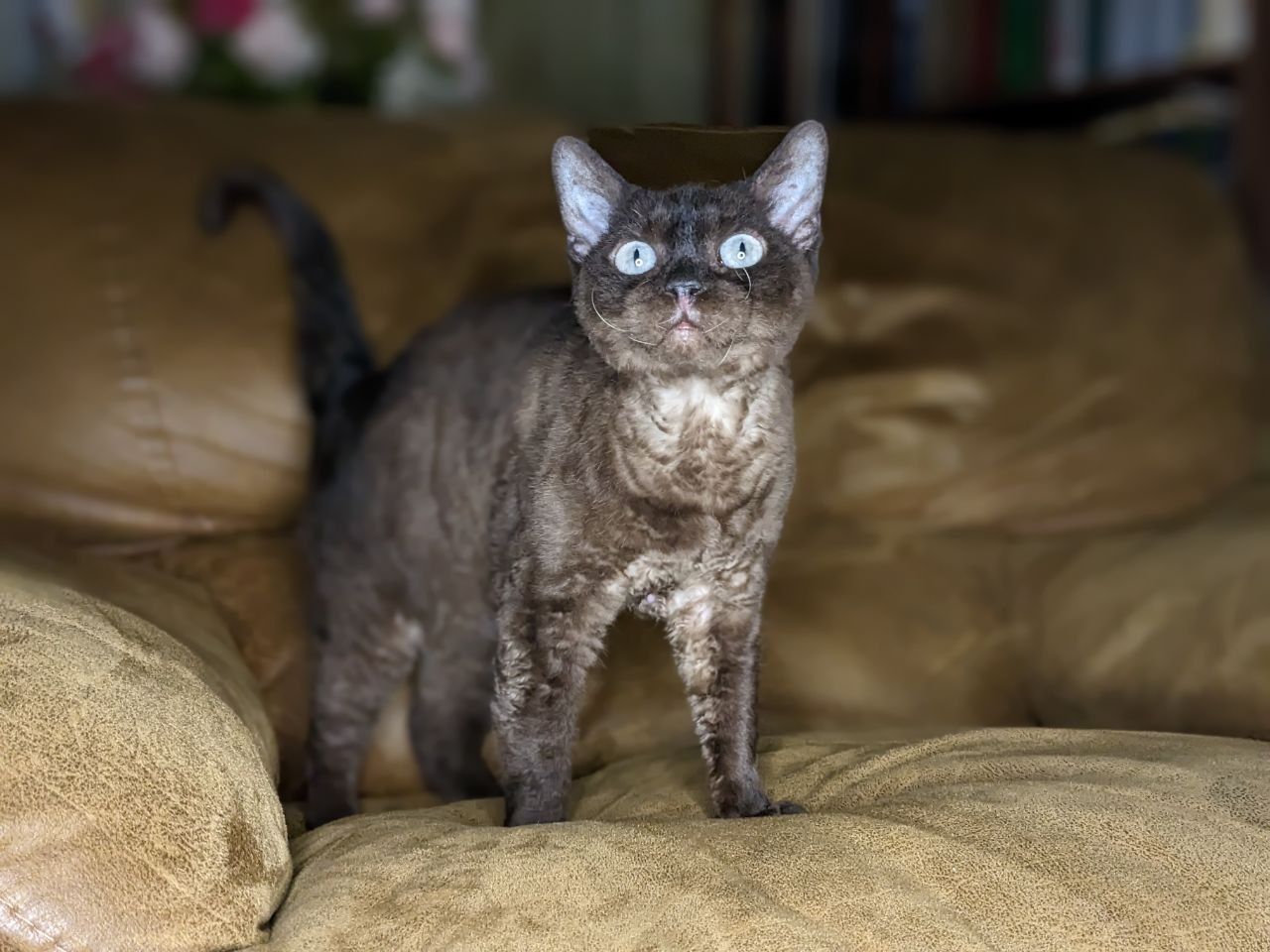 Шикарная кошка девон-рекс