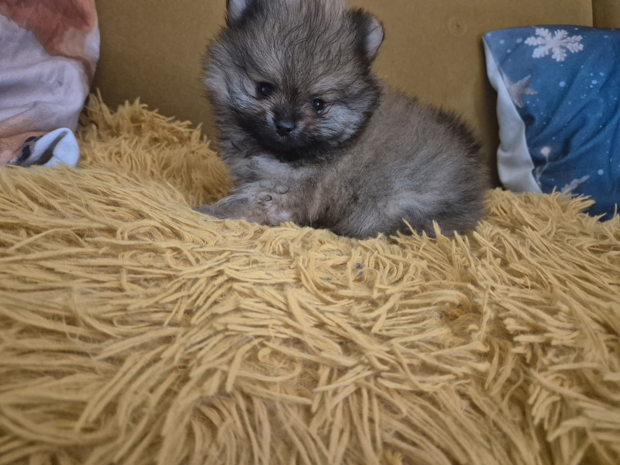 Suczka pomeranian bardzo przytulaśna