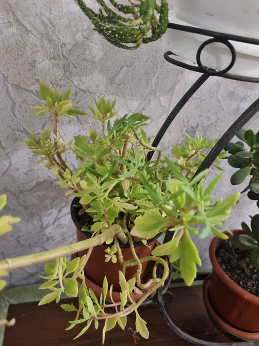 Растения и цветочная стойка