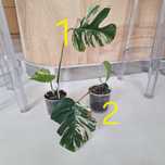 Monstera albo variegata