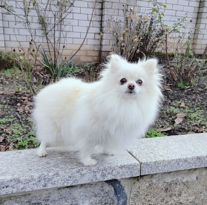 Доросла дівчинка шпіц