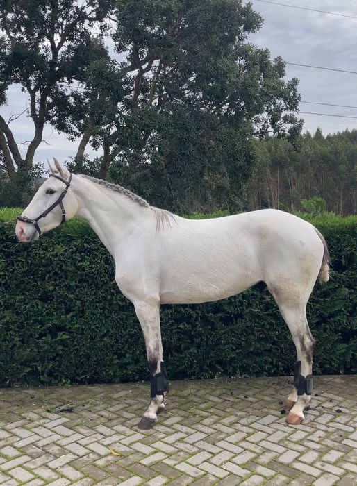 Poldra puro sangue lusitano