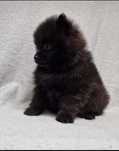 Pomeranian szpic miniaturowy