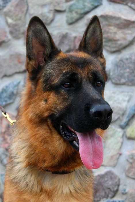 Цуценята німецької вівчарки