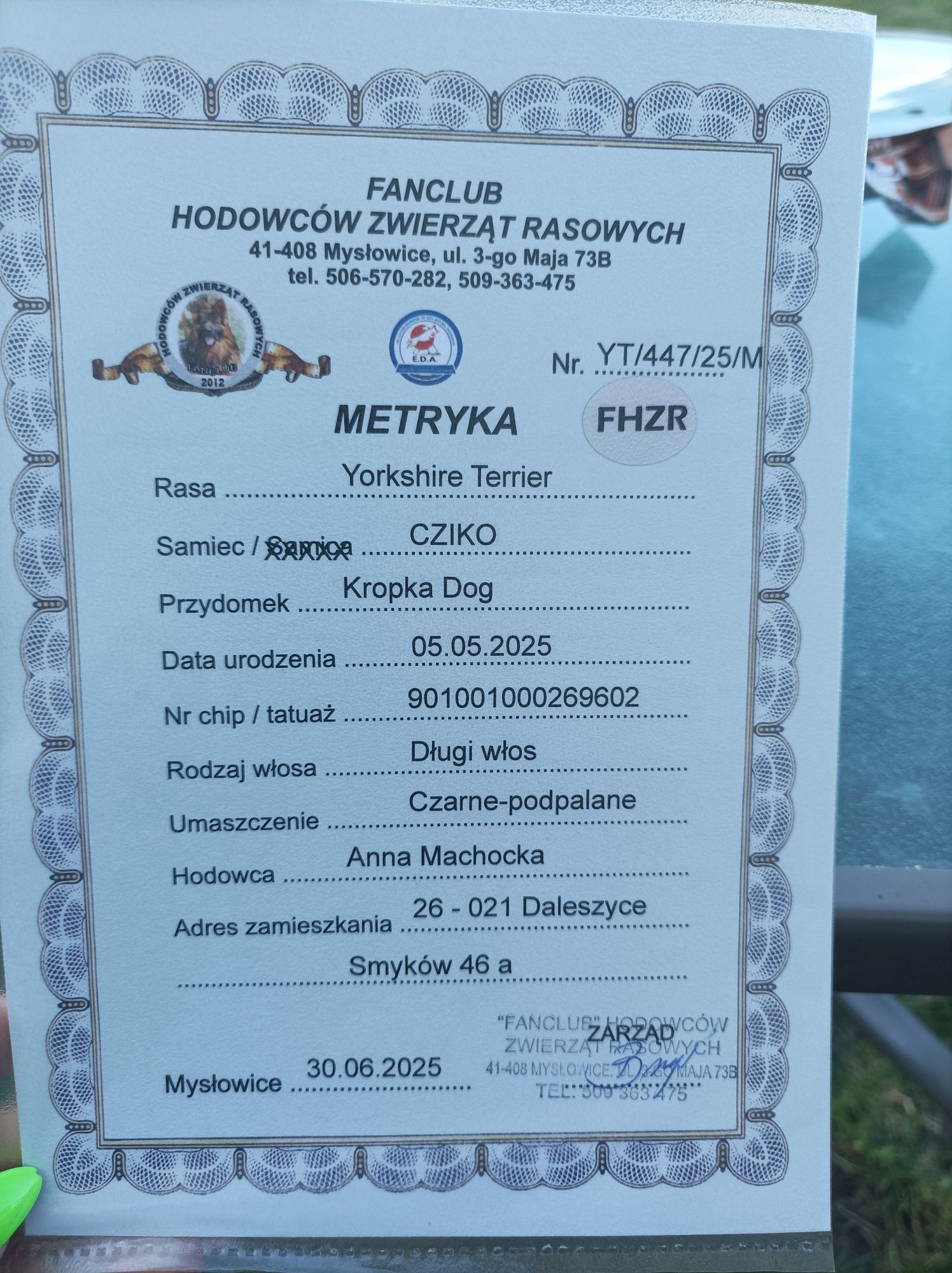 Yorkshire terrier