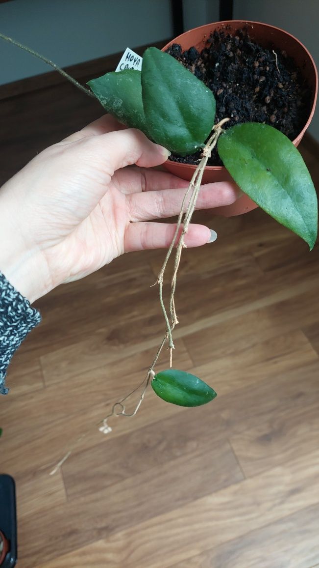 Hoya Caudata Sumatra hoja do kolekcji