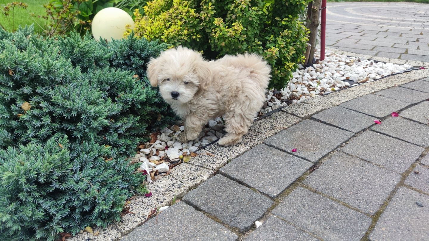 Maltipoo maltipoo