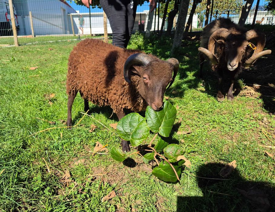 Borrego Micro-Anão Dócil