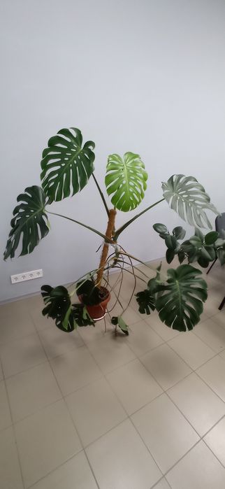 Продам кімнату рослину - монстера.