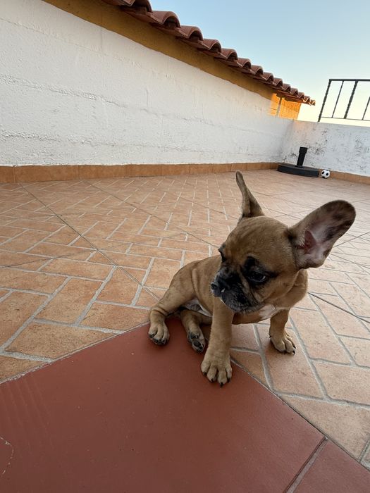 Buldogue frances macho