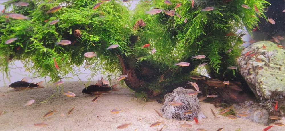 Danio Margaritatus Rasbora Galaxy Niebiański Perłowy