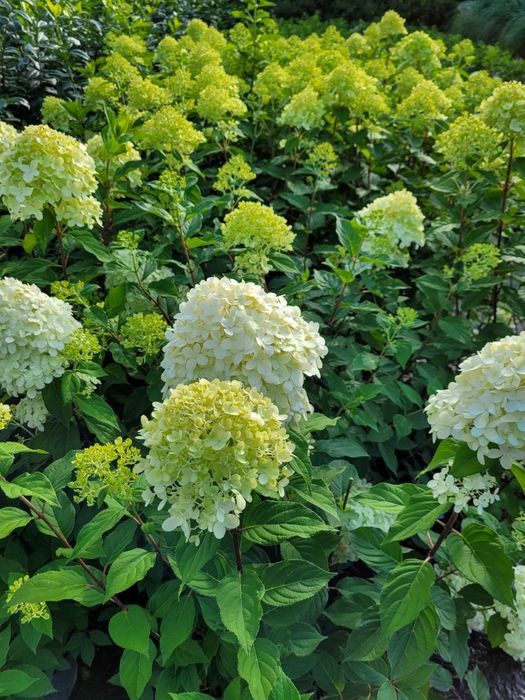 Promocja! Laurowiśnia wschodnia Novita 120cm! DARMOWA DOSTAWA!!!