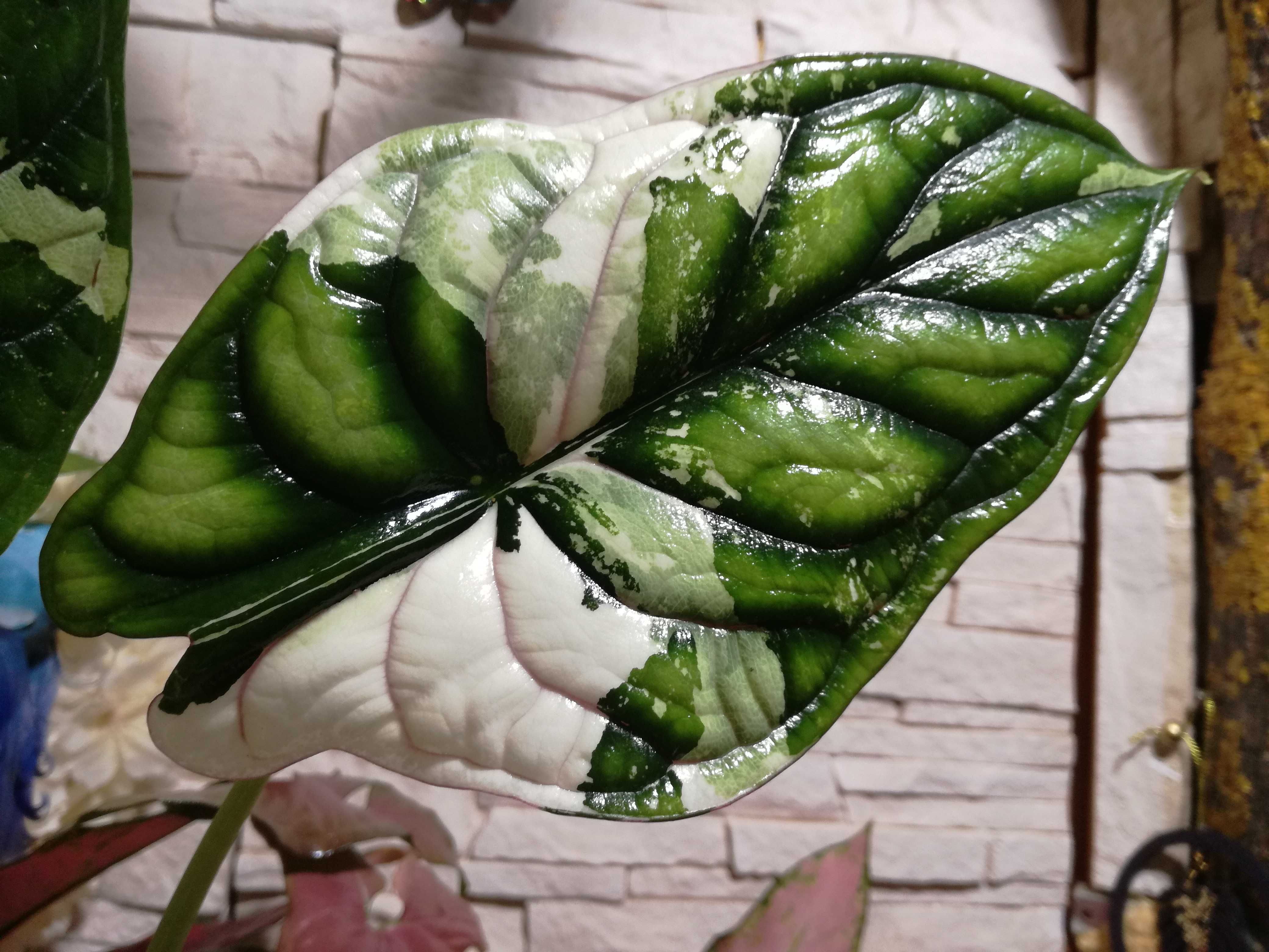 INTERNAT Alocasia Baginda Albo Variegata filodendron philodendron bulb