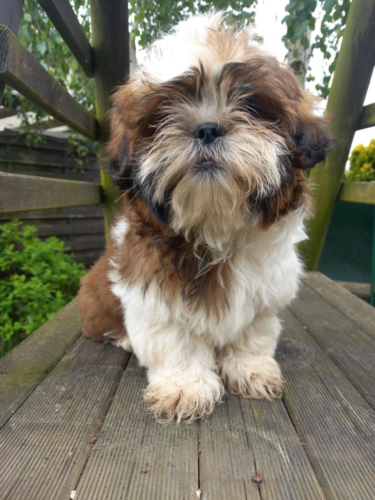 Mały Panicz SHIHTZU