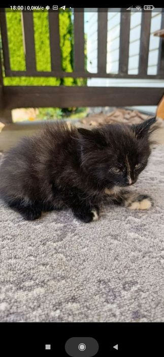 Віддам кошенят у добрі руки