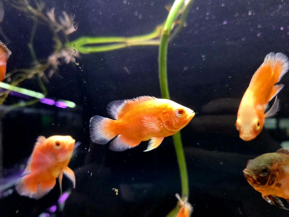 Pielęgnica pawiooka red albino/ red chili