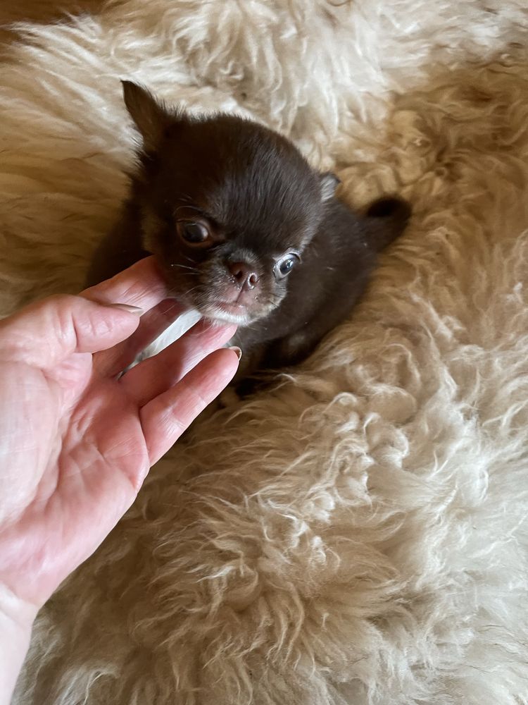 Chihuahua brazowy piesek