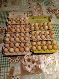 Witam Zapraszam do zakupu jajek wiejskich.