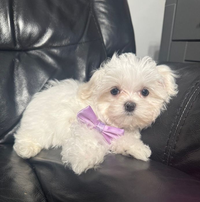 Maltańczyk Gotowy od 8 listopada