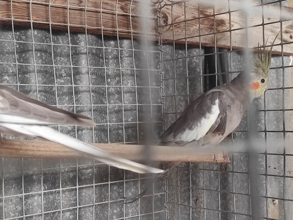 Caturras canela novinhas