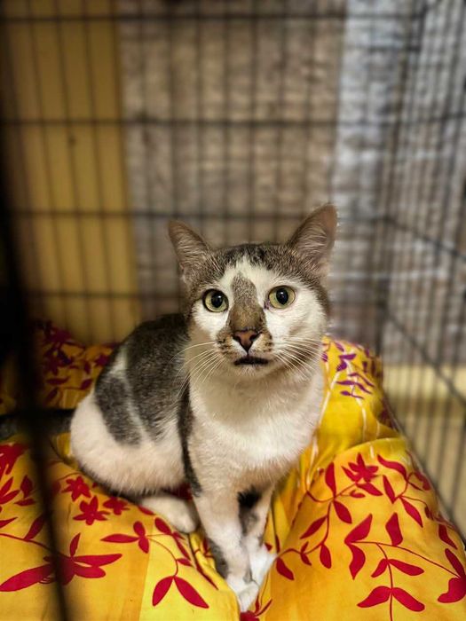 Сем, душевний веселий коцурик