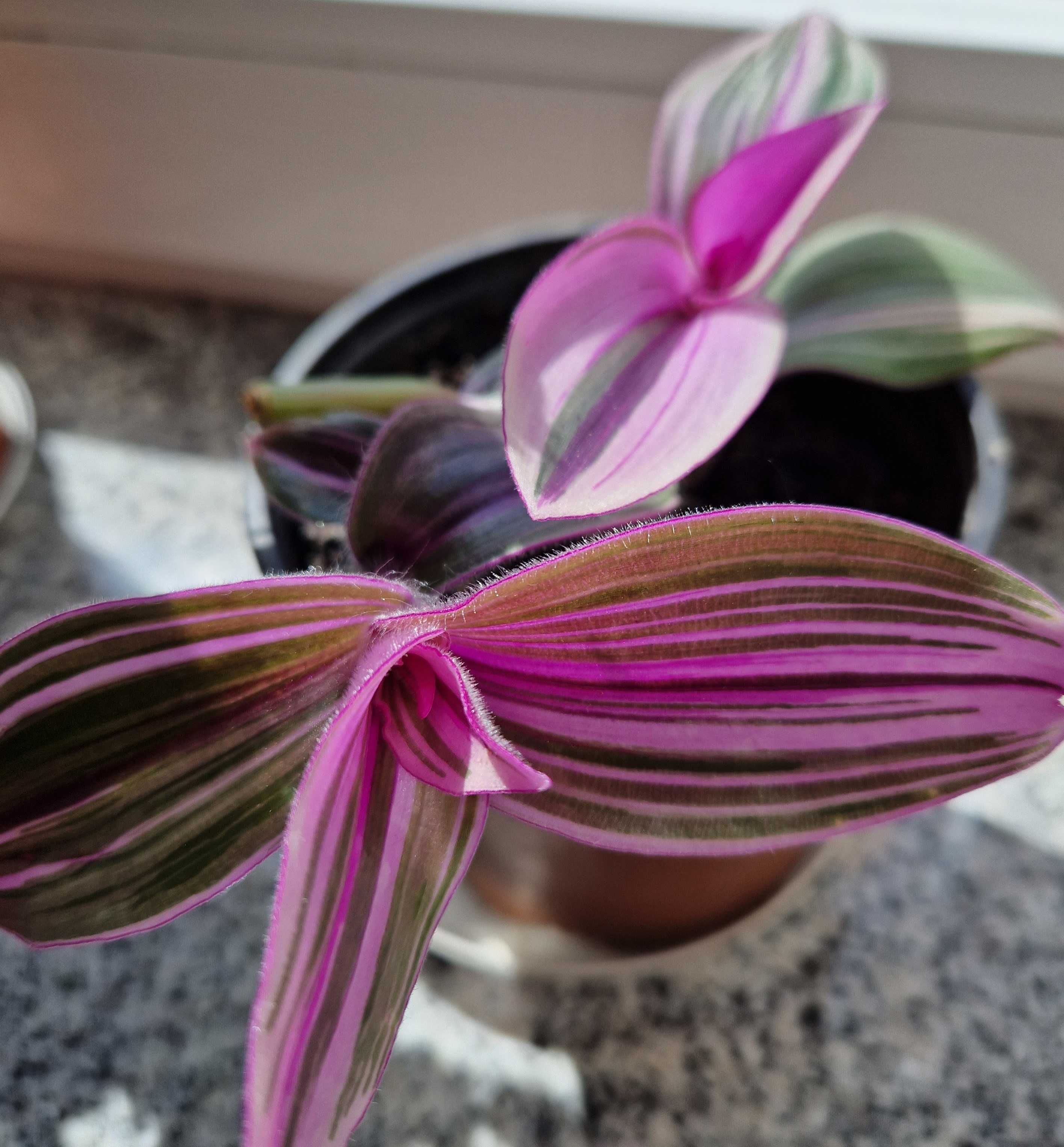 Tradescantia blossfeldiana 'Pink Furry'