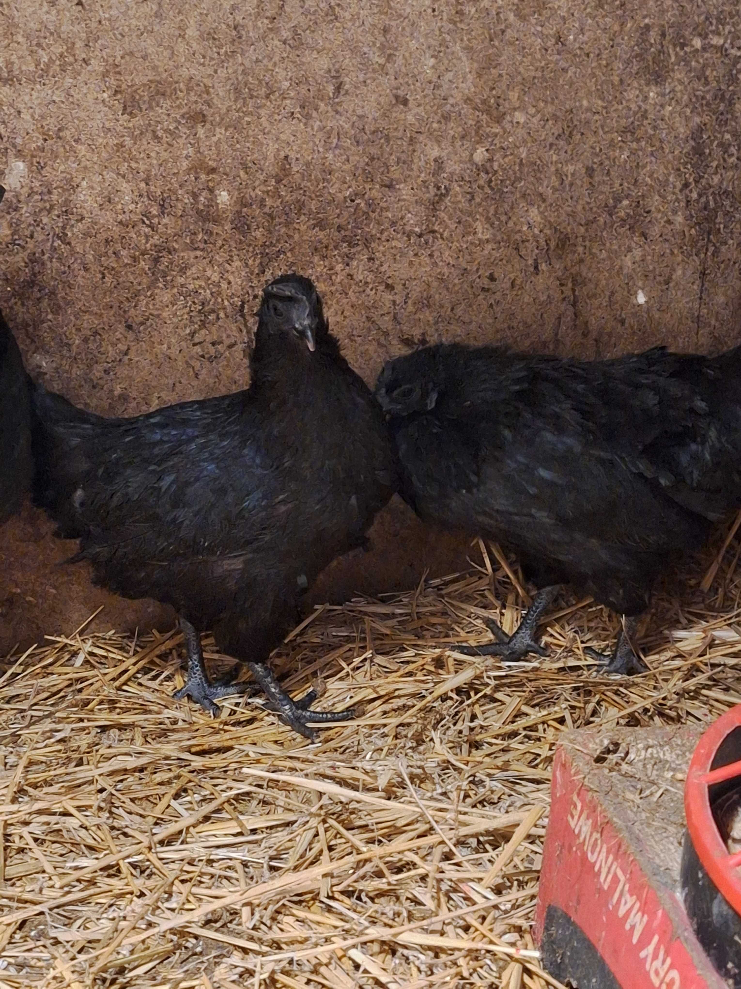 Ayam cemani czarne.  jaja  legowe