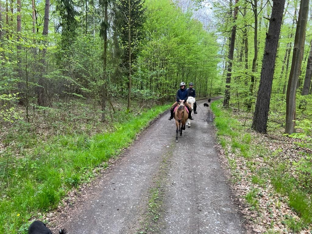 Wydzierżawię konie