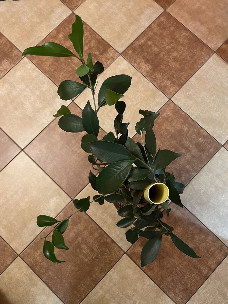 Fikus benjamina figowiec benjaminek 52 cm wlokno kokosa