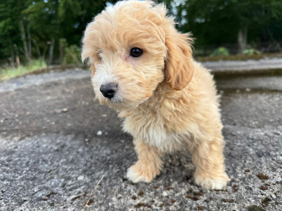 maltipoo gotowy do odbioru