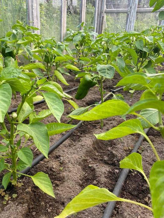 LINIA Kroplująca Oszczędź CZAS I PIENIĄDZ!