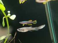 Aphyosemion marginatum, Proporczykowiec