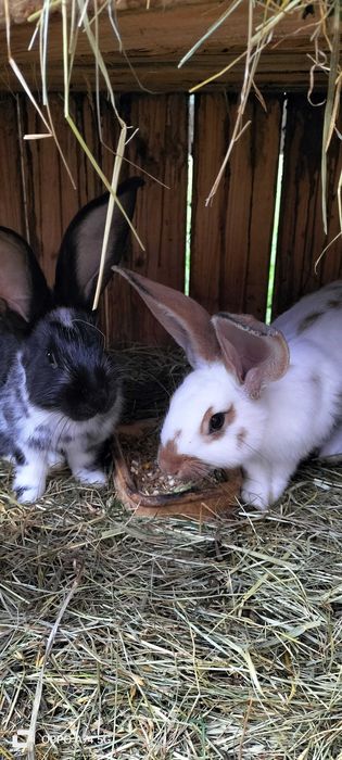 Sprzedam króliki