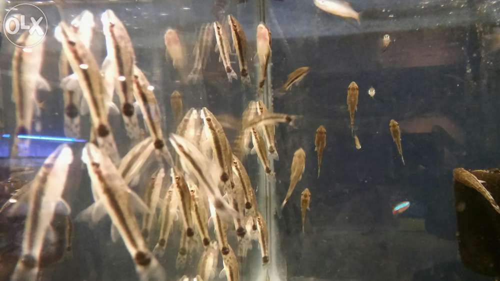 Otosek przyujściowy (Otocinclus affinis)