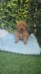 Chlopiec Pudel Toy