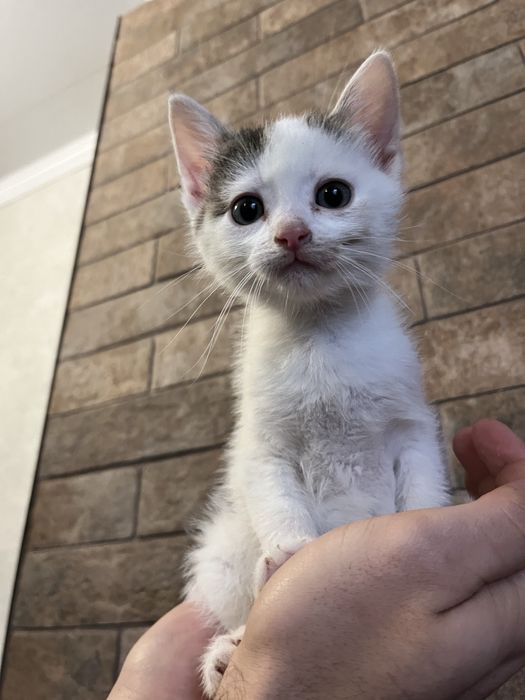 Віддам котиків в добрі руки