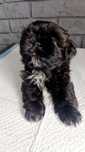 Śliczny shih tzu Piesek.Juz do odbioru.