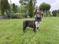 Buldog francuski - piesek Alex