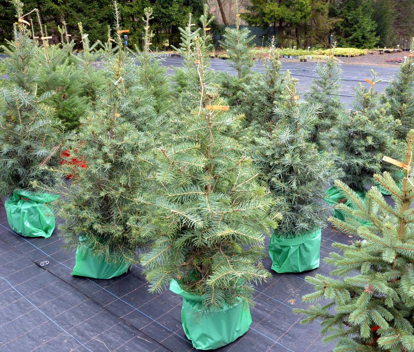 Jodła kalifornijska choinka formowana rosła w doniczce 8l.