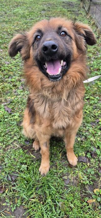 Cudowny psiak do adopcji