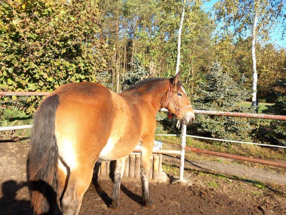 Młoda źrebica/klacz PKZ koń zimnokrwisty
