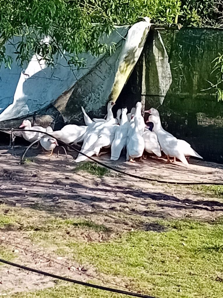 Patos mudos brancos